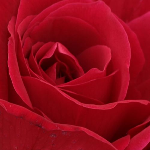 Eshop ruže - Červená - čajohybrid - stredne intenzívna vôňa ruží - Rosa American Home™ - Morey, Jr., Dennison H - Má 12cm veľké plnokveté (cca 51ks lupeňov)  kvety so silnou vôňou. Tŕne má najprv červené zakrivené, neskôr zelené .